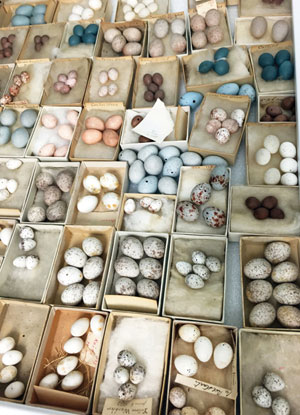 Small Passerine Bird Eggs; from the F. Seymour Hersey Egg collection, part of the Natural History Collections housed in the Biology Department, University of Massachusetts