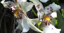 New York Botanic Garden