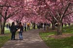 Sakura: Cherry Blossoms in Bloom