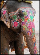 The Look of India