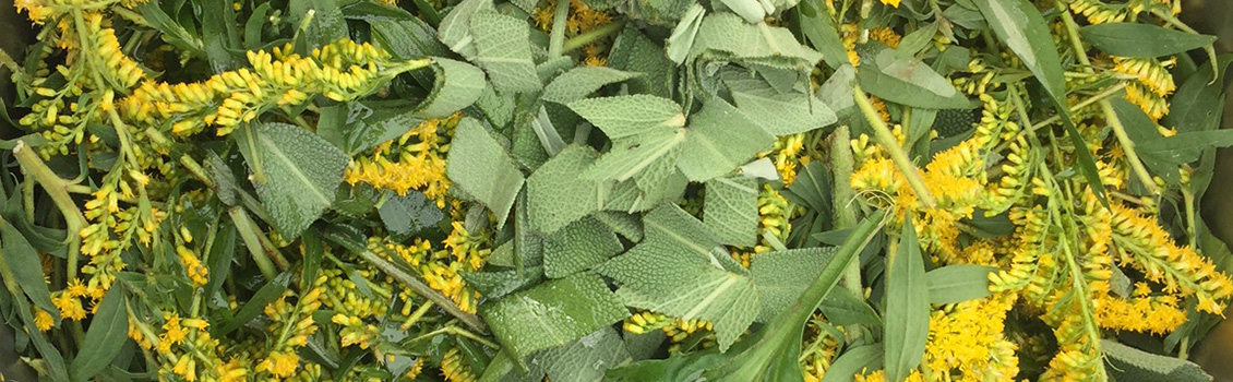 Fielding: Goldenrod and an Exploration of Connections