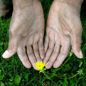 Yusef Lateef hands with dandelion - image credit Michael DiDonna 2020