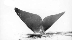 a black and white image of a whale's tail